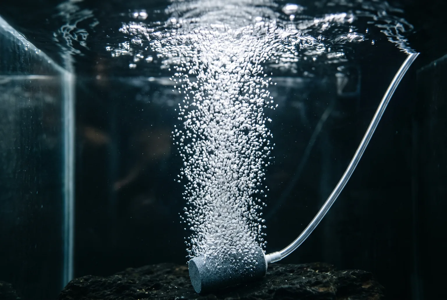An airstone sitting at the bottom of a dark reservoir, releasing a dense column of fine bubbles up to the water surface